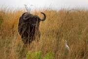 Cape buffalo with cattle egrets : 2014 Uganda